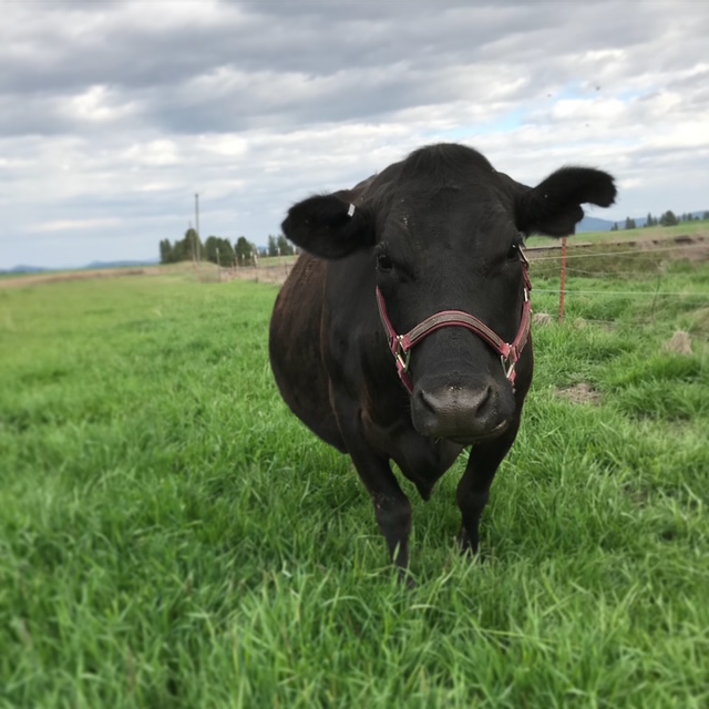 Black crossbred family milk cow wearing a red halter, standing in green pasture with hay in her mouth.