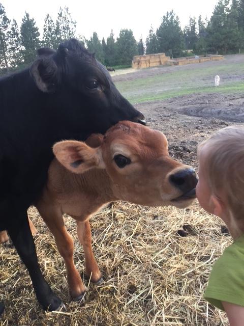 Black crossbred cow standing beside a brown calf as the calf reaches its nose toward a young child.
