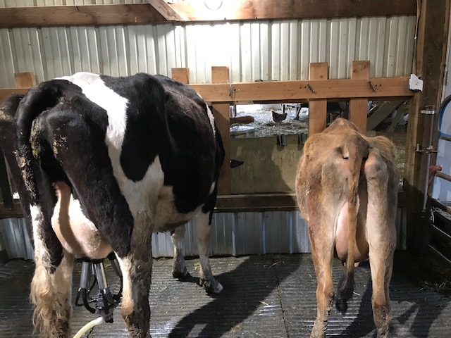 Rear view of a large black-and-white dairy cow and a smaller tan cow standing side by side in the milking parlor.