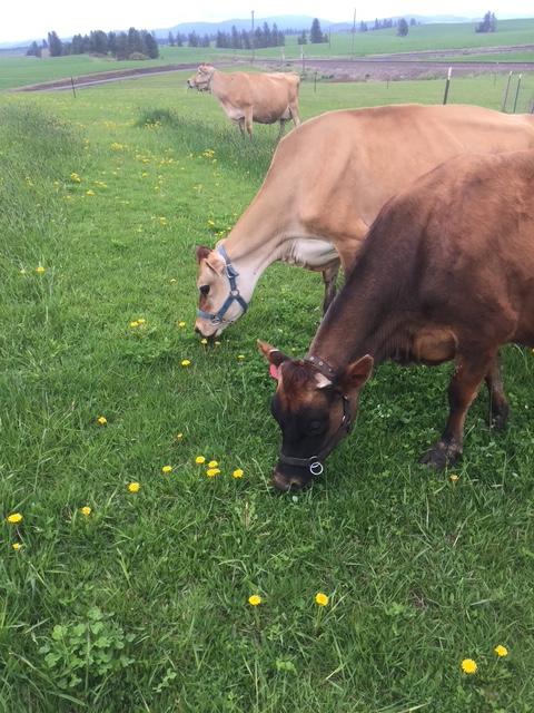Three brown dairy cows grazing in a green pasture dotted with yellow flowers at Millhorn Farmstead.
