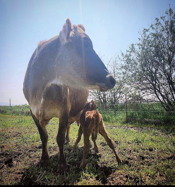 Brown cow standing in a sunny pasture with a small, wet-coated calf beside her udder.