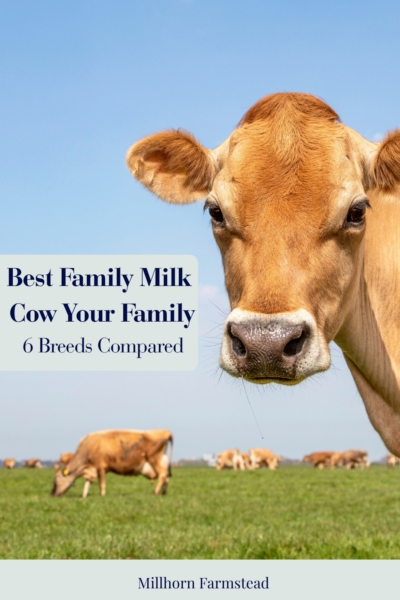 Close-up of a tan dairy cow with cows grazing behind her, promoting a comparison of six family milk cow breeds from Millhorn Farmstead.